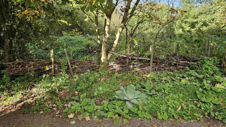 A picture of the dead hedge which is being created at Alfington churchyard as a habitat for insects and small mammals